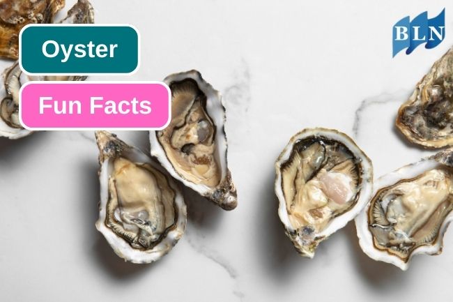 Get To Know About 9 Fun Facts of Oyster 